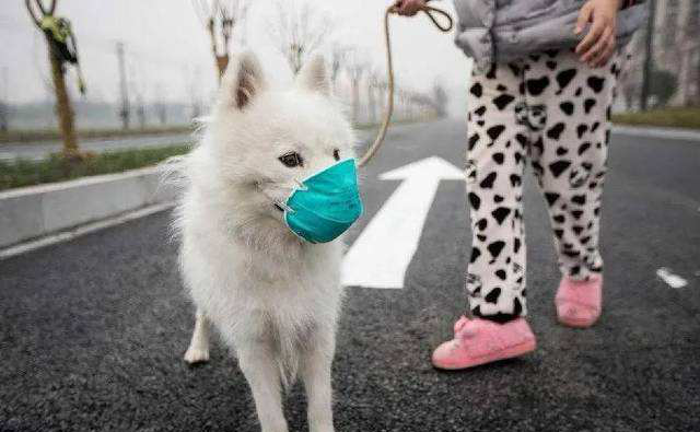 SASR-Cov-2 puas kis tau rau tsiaj?